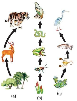 food chain diagram for class 10 - Clip Art Library