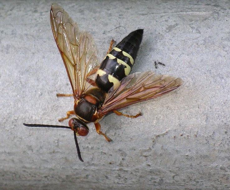 Killer waspâ€™s buzz is worse than its bite | AgriLife Today