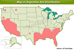 Argentine Ants How To Kill And Get Rid Of Argentine Ants This pattern of spread resembles.