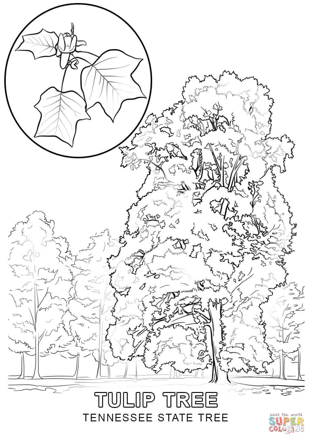 the Tennessee State Tree coloring pages to view printable version or color it online patible with iPad and Android tablets