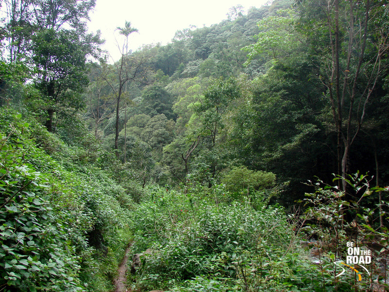 Tropical Forest Trail that leads to Hebbe Falls