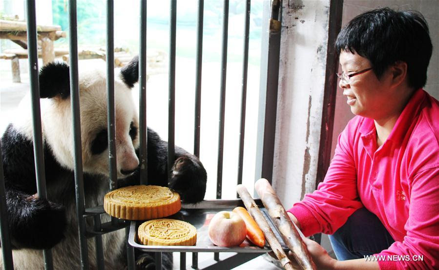 pics Food Pandas Eat news xinhuanet com