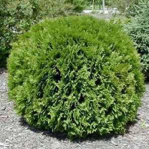 Arborvitae Woodward Globe Tree 300x300