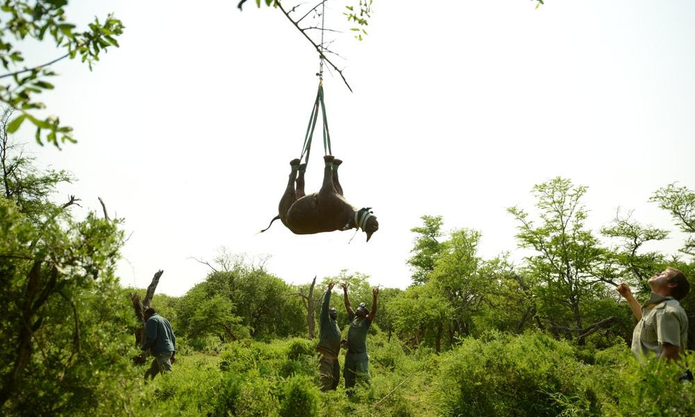 Ground team helps with lowering a black rhino credit green renaissance wwf sa