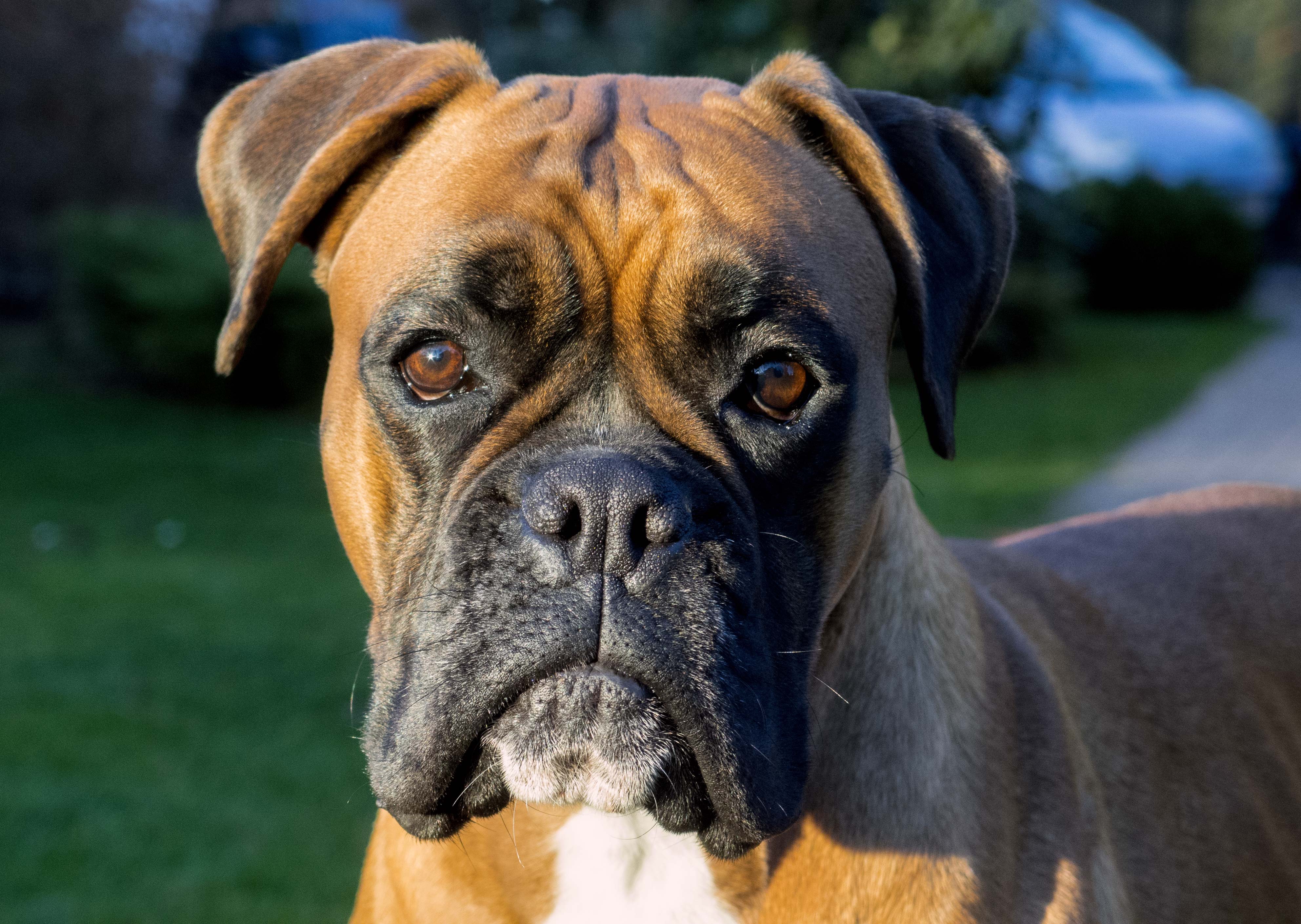 Image result for boxer dog