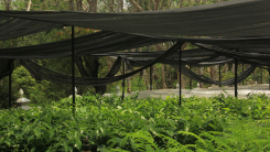 garden with protective shade cloth over plants