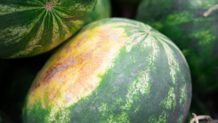 ripe watermelon in a garden