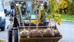 loader delivering trees to neighborhood