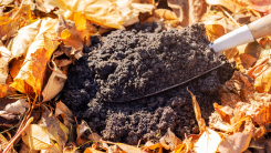 pile of soil with fall leaves covering for protection