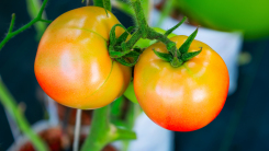 tomato plant