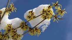 Blooming witch hazel covered in snow in winter