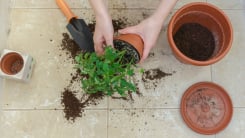 Person transferring plant from one pot to another