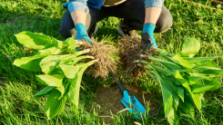 person dividing a large hosta plant