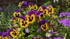 yellow and purple pansies in a garden