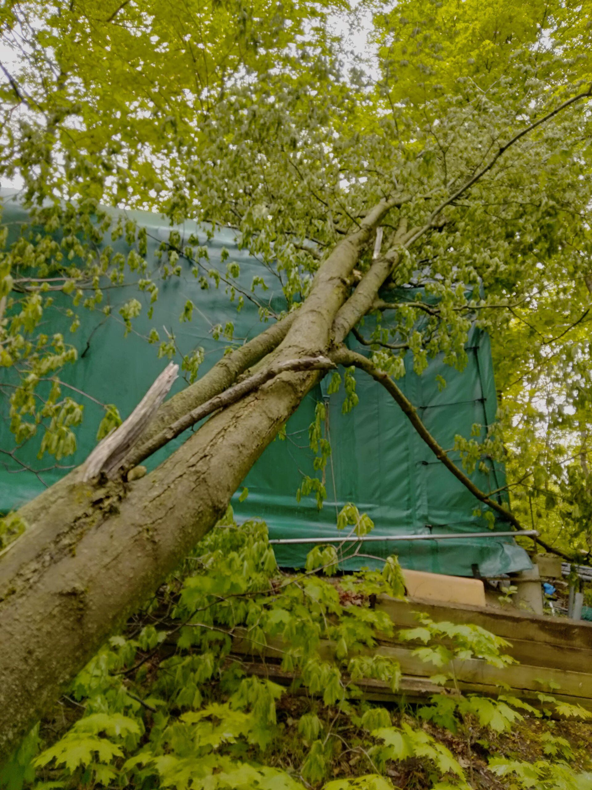 A tree that has fallen on top of a green tarp.