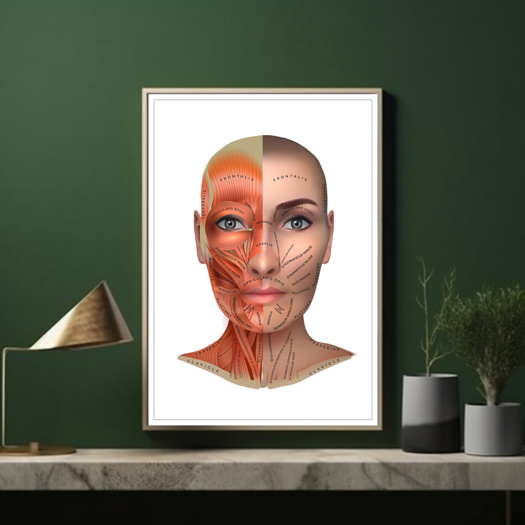 Face Anatomy poster (A3 Height 420mm x Width 297mm) | LSF Dermal Fillers