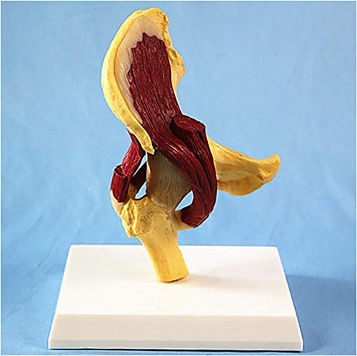 Buy Hip Joint Model - Hip Joint Anatomy Model with Muscle - Profession ...