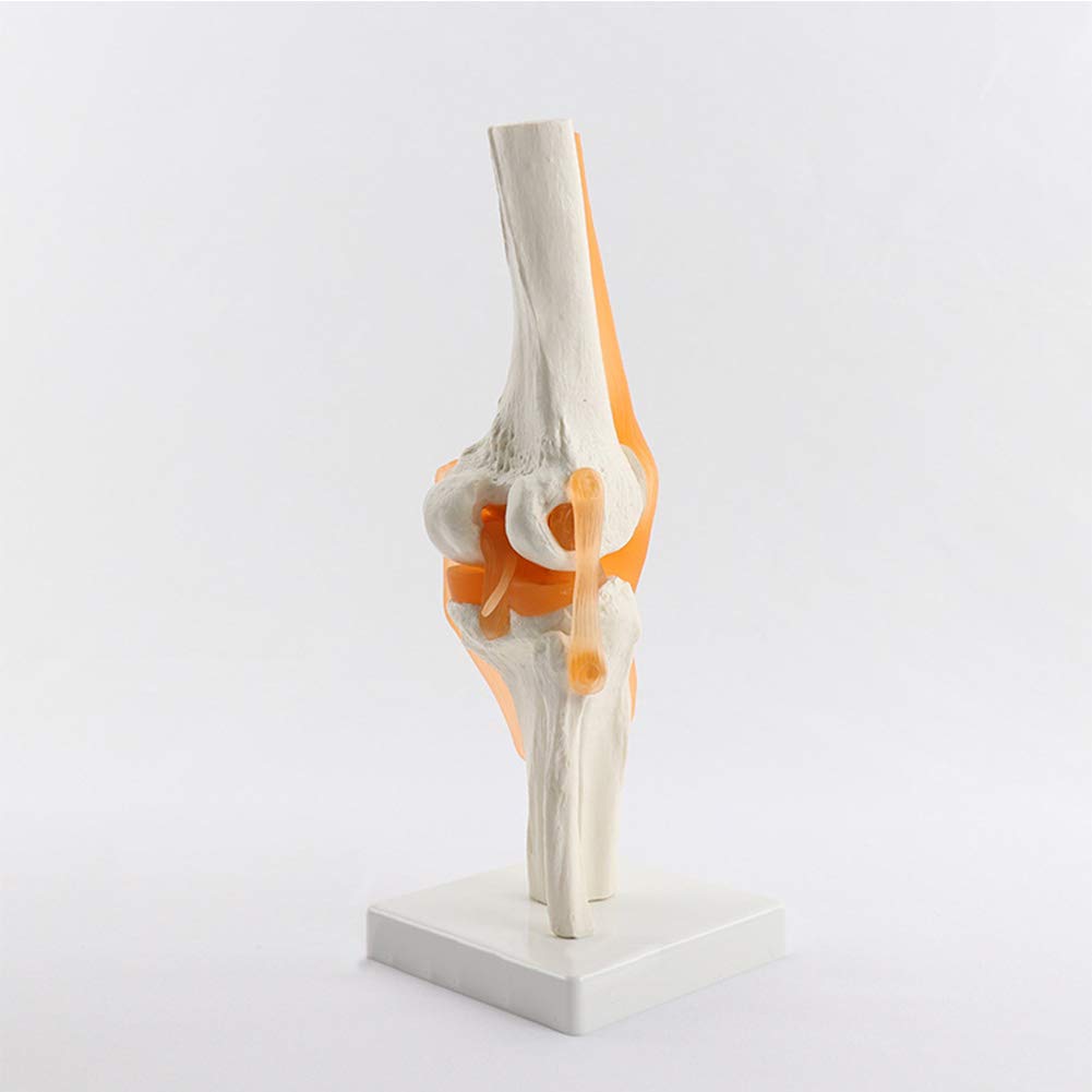 Buy Life Size Human Knee Joint Model with Knee Ligament, Knee Anatomy ...