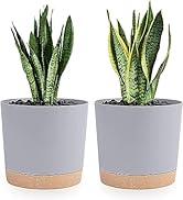 QCQHDU 8 inch Plant Pot, 2 Pack Planters for Indoor Plants with Drainage Holes & Saucer, Outdoor ...