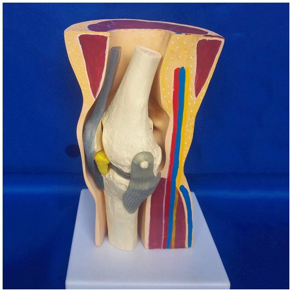 Buy Anatomical Human Knee Joint - Knee Joint with Ligaments Model ...