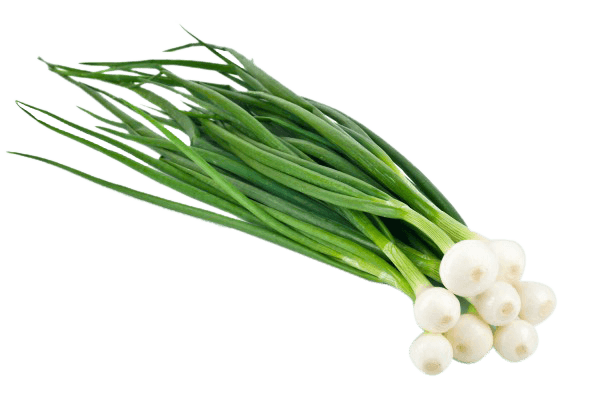 Spring Onion