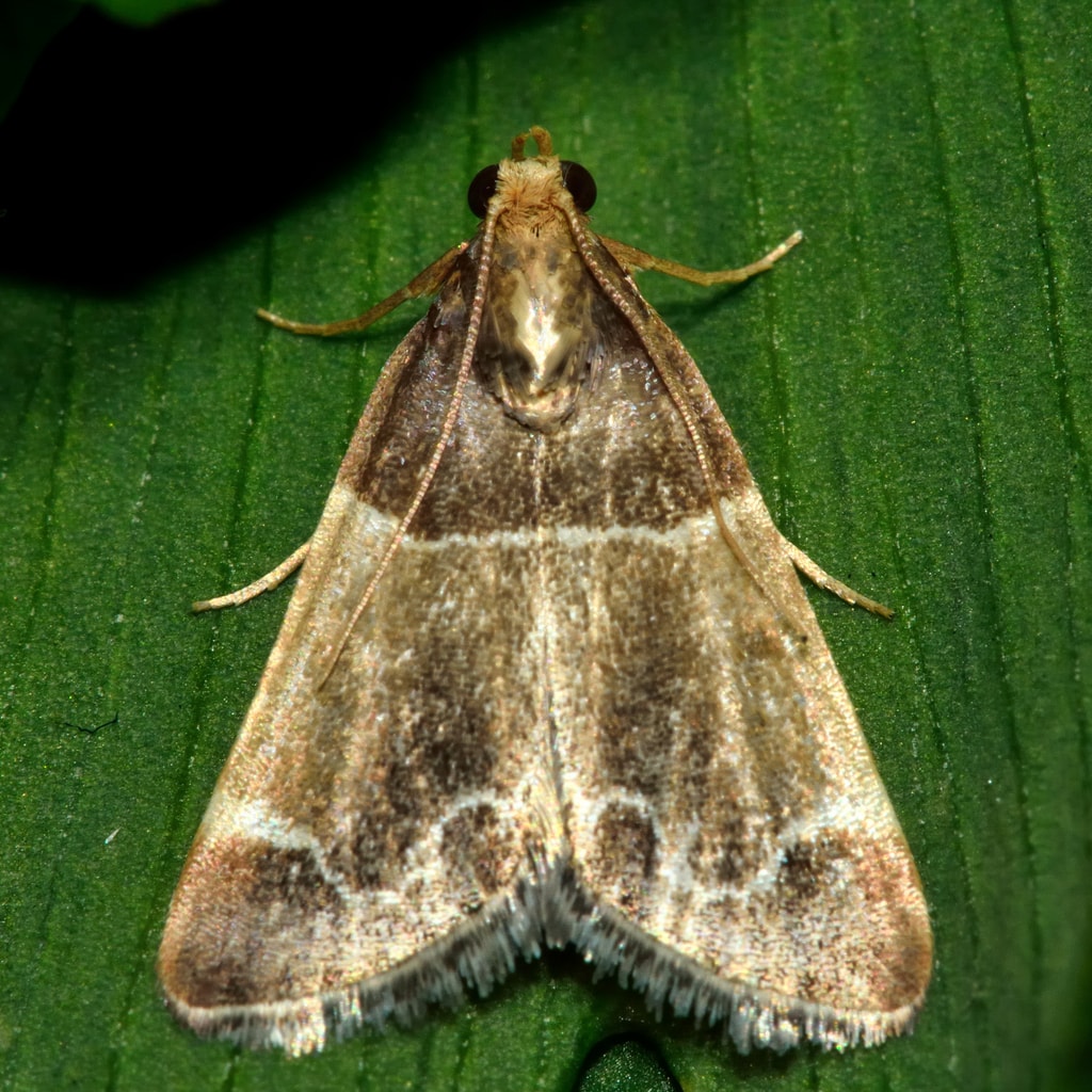 Mehlmotte (Pyralis Farinalis)