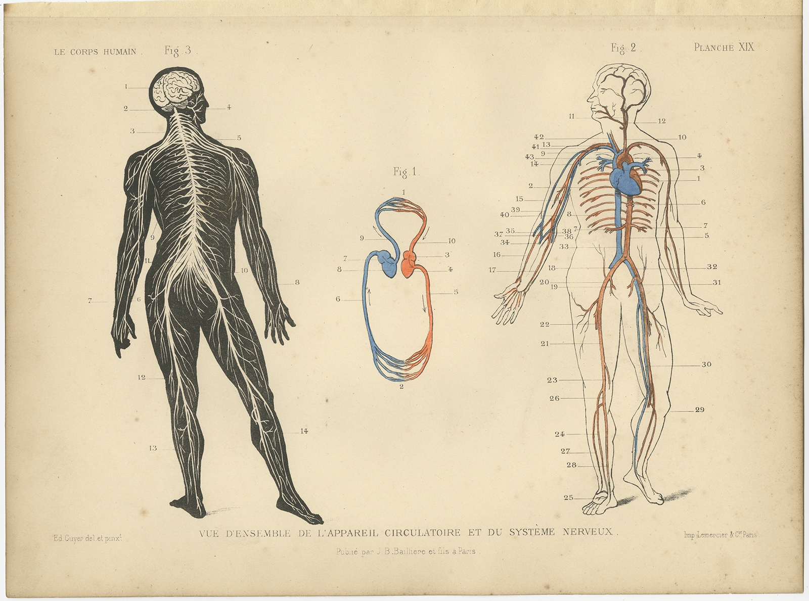 Antique Print of the Circulatory System and Nervous System by Kuhff