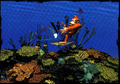 Donkey Kong riding Enguarde underwater