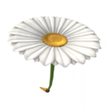 Daisy Glider