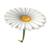 Daisy Glider