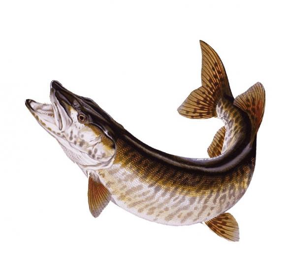 Free download Muskies desktop background General Discussion Muskie ...