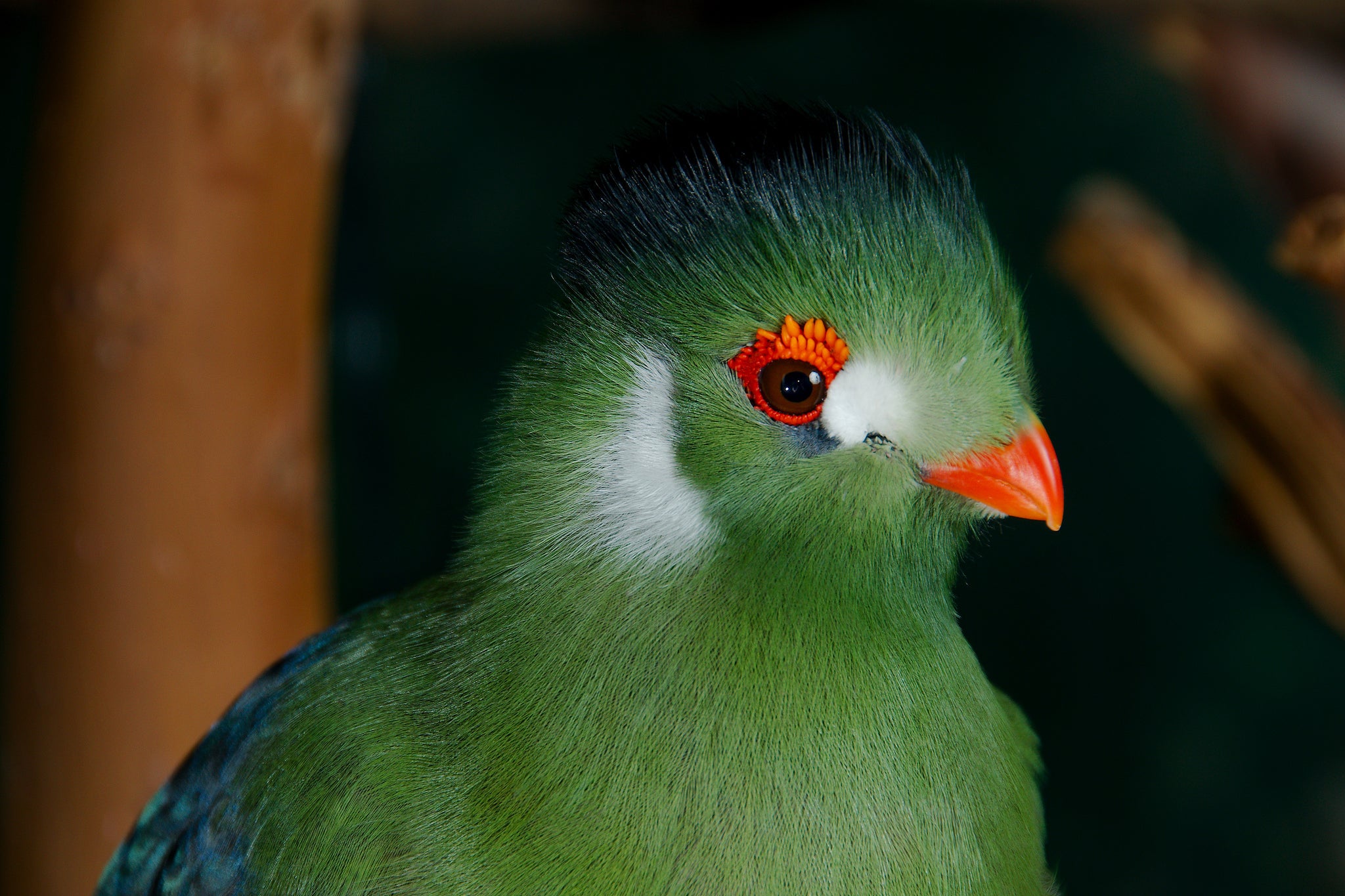 Green Birds Images