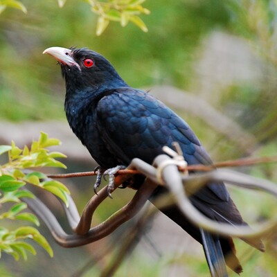 Photo of Asian Koel (Eudynamys scolopaceus)