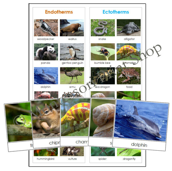 Endothermic & Ectothermic Animals - Sorting Cards & Control Chart ...