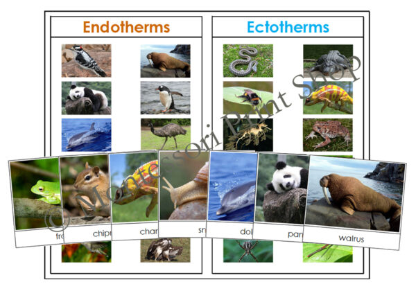 Endothermic & Ectothermic Animals - Sorting Cards & Control Chart ...