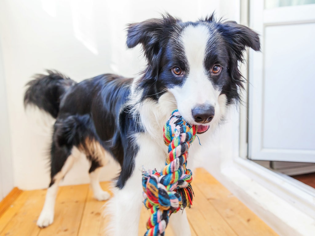 I, the Dog, Will Give You a Tour of My House!