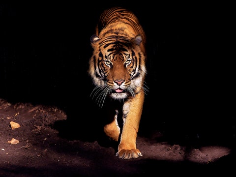 Is It Anxiety, or Is a Tiger Trying to Kill You?