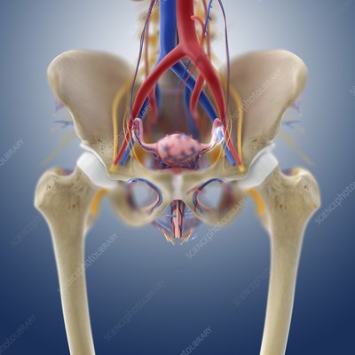 Female reproductive anatomy, artwork - Stock Image - C016/2918 ...