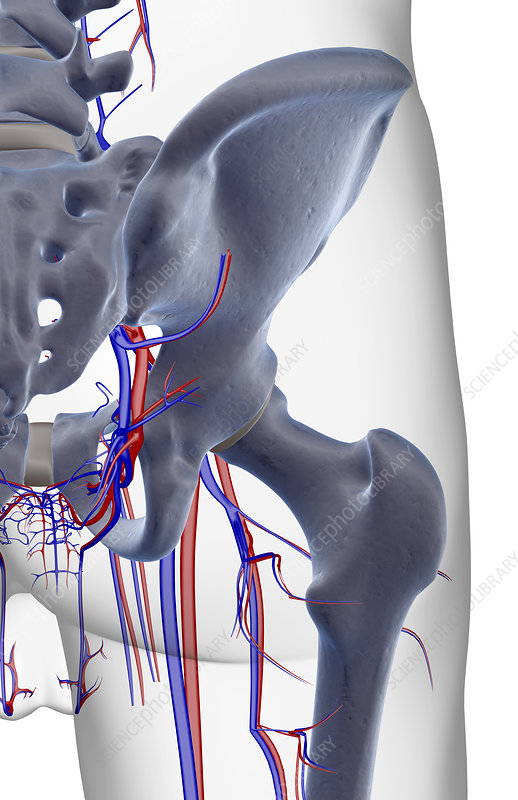 The blood supply of the hip - Stock Image - F001/6717 - Science Photo ...