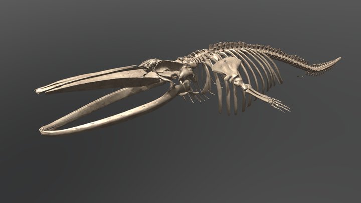 Fin Whale Skeleton - Balaenoptera Physalus 3D Model