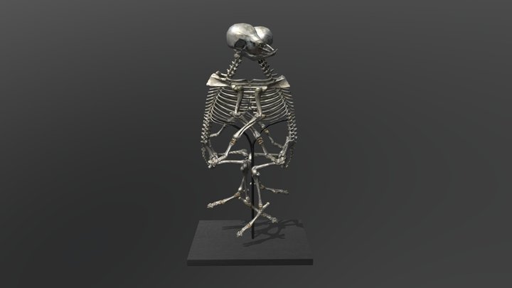 Siamese conjoined lamb skeleton 3D Model