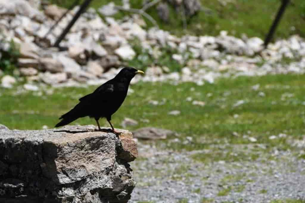 Pyrrhocorax graculus