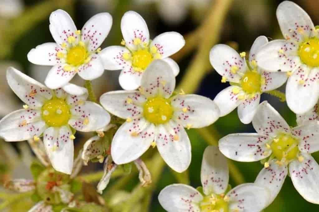 Saxifraga cotyledon