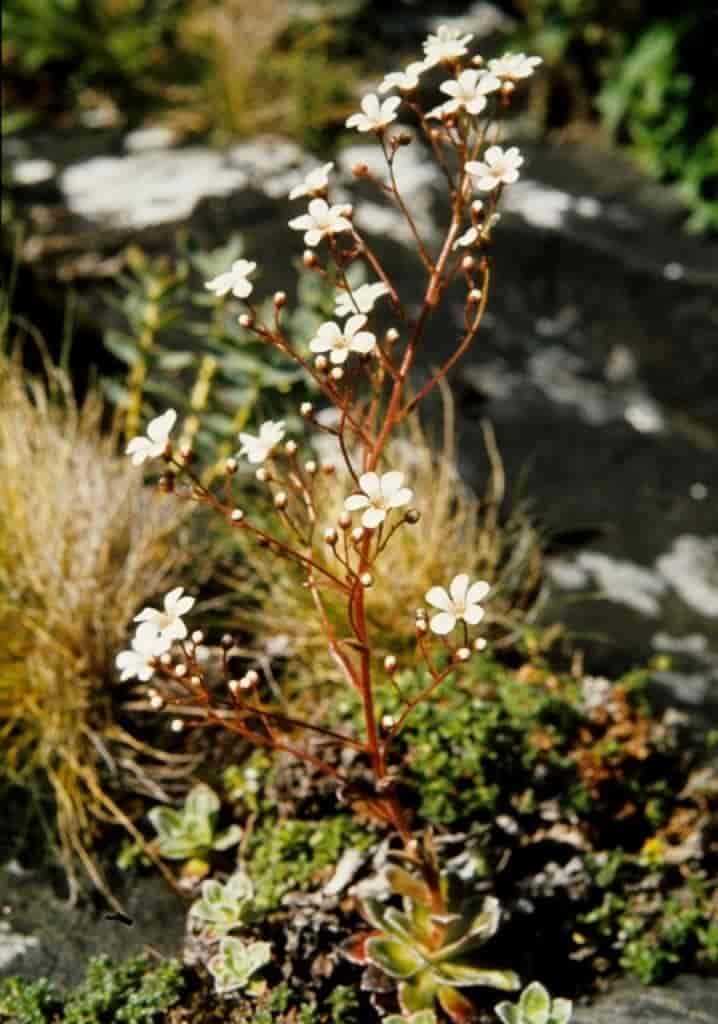 Saxifraga cotyledon