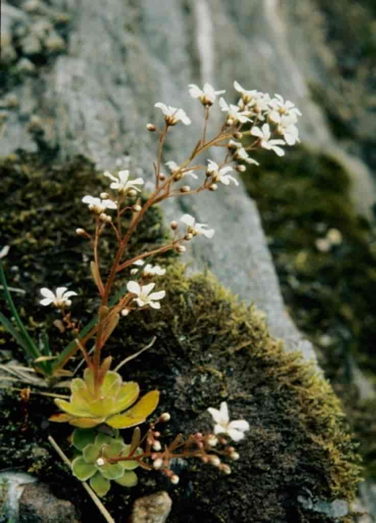 Saxifraga cotyledon