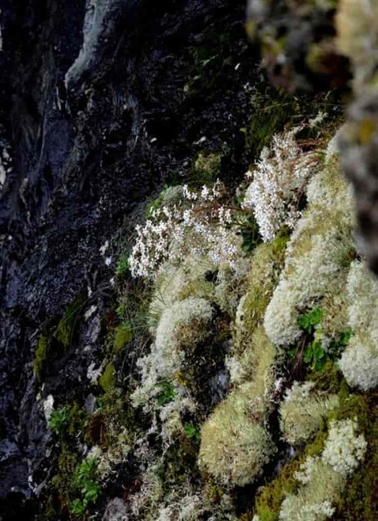 Saxifraga cotyledon