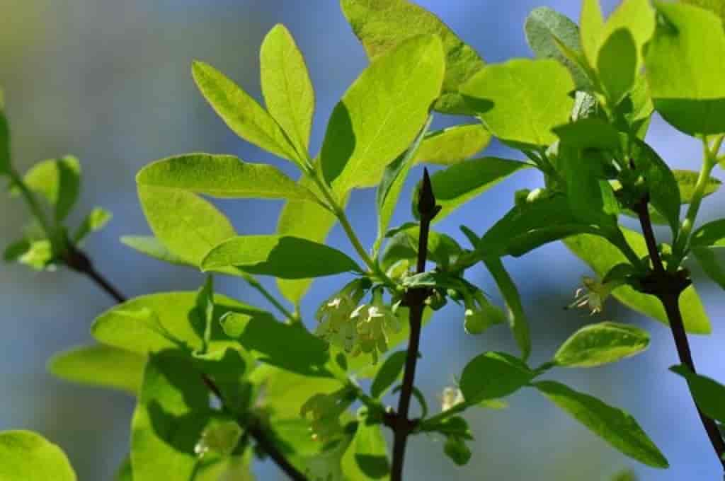 Lonicera caerulea ssp. caerulea