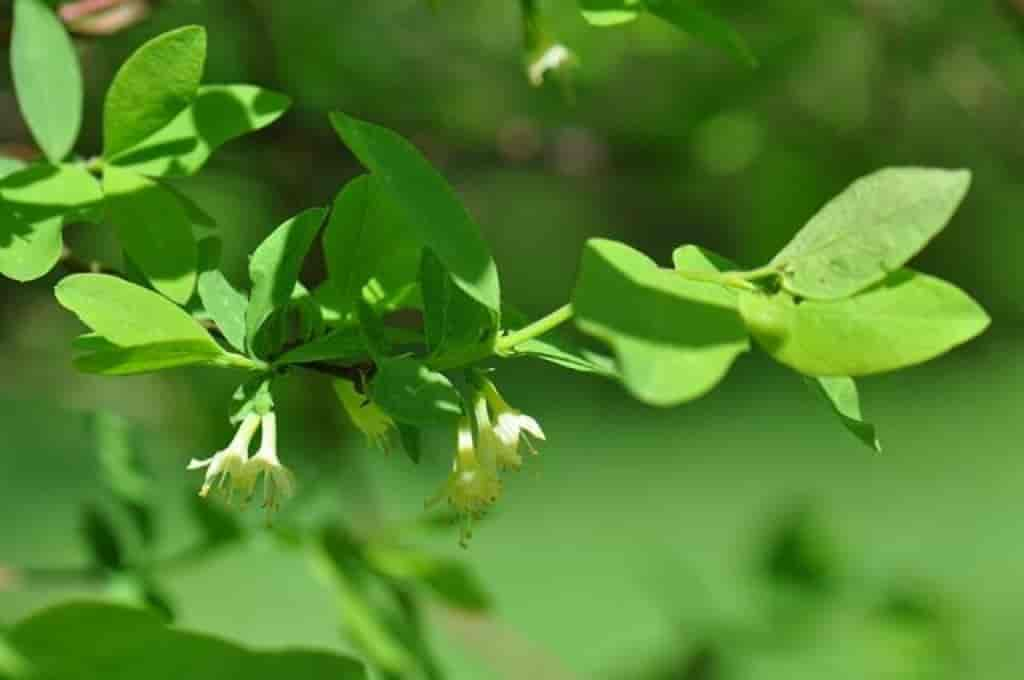 Lonicera caerulea ssp. caerulea