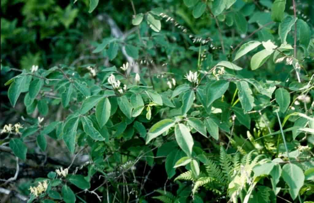 Lonicera caerulea ssp. caerulea