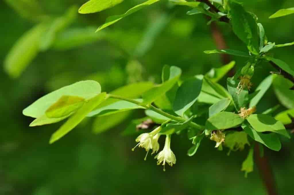 Lonicera caerulea ssp. caerulea